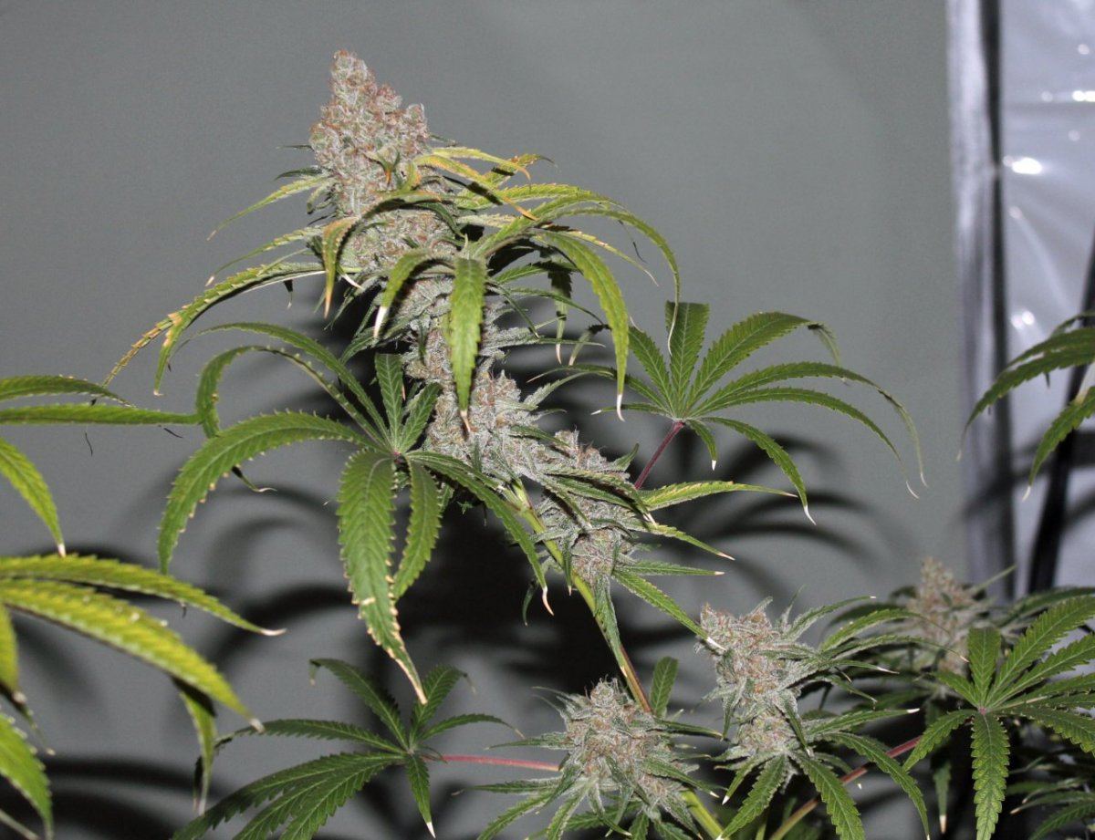 Pred pink cola