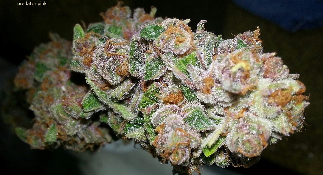 Predator pink porn 3
