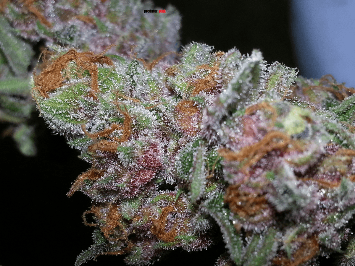Predator pink porn 4
