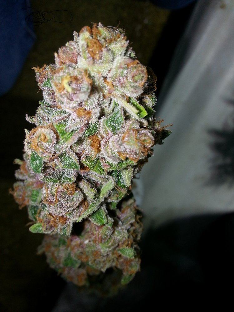 Predator pink porn 5