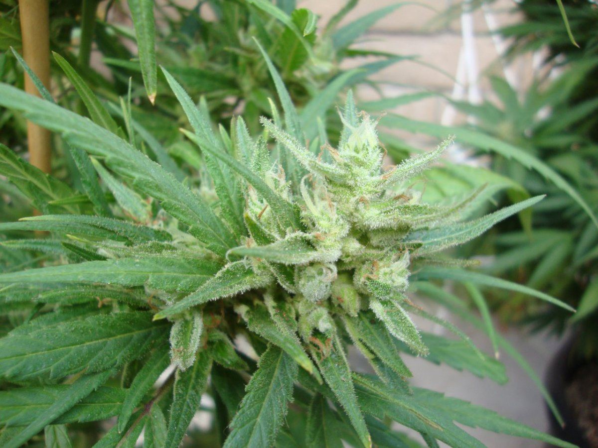 Predpinkf2sidenugwk6