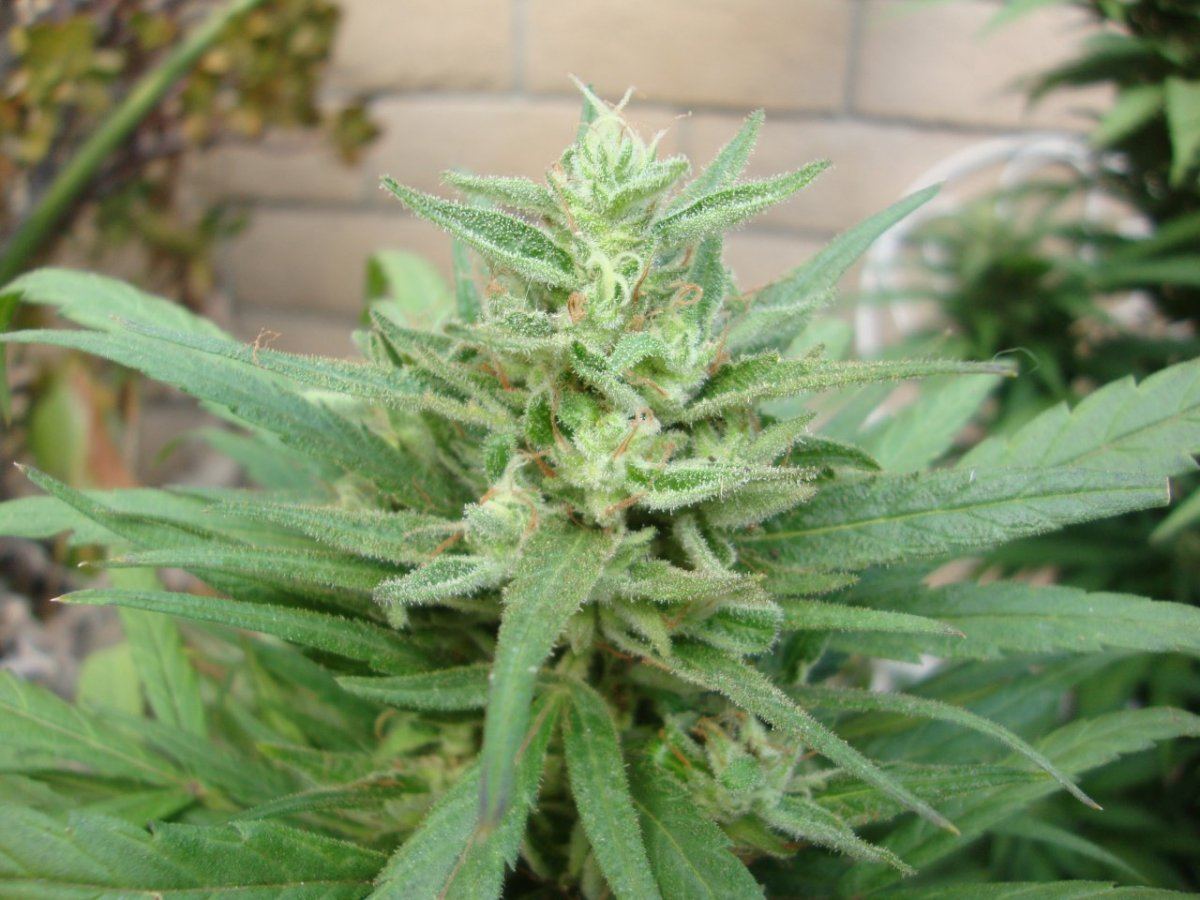 Predpinkf2wk6
