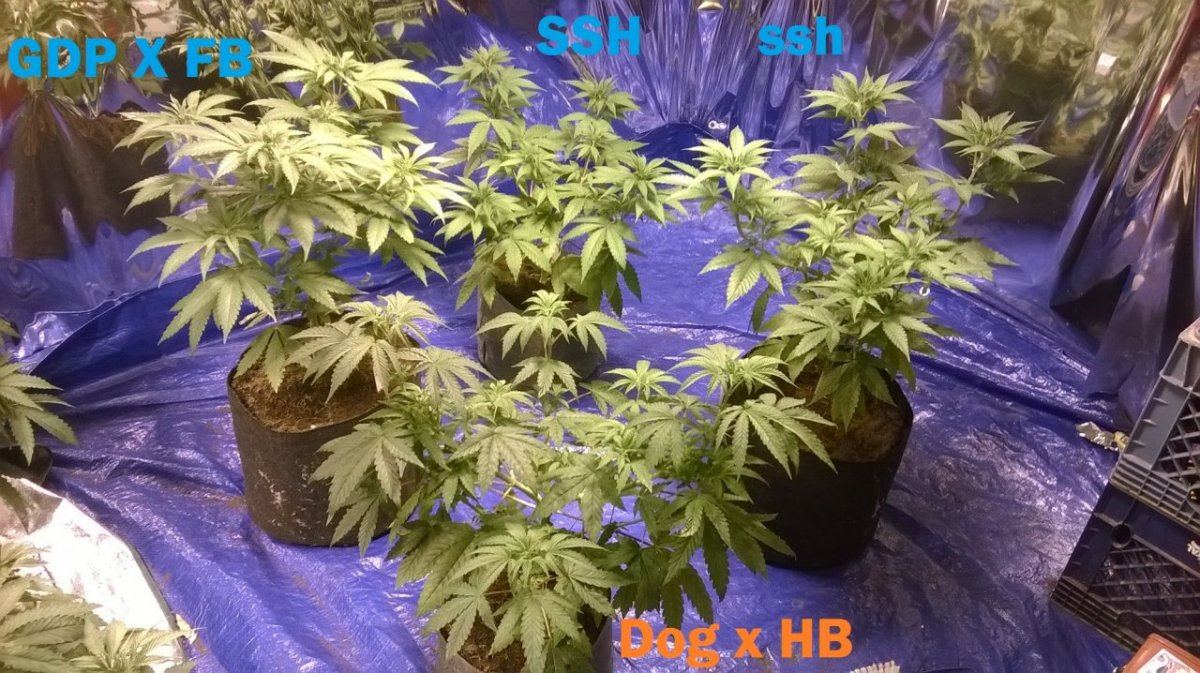 Preflower