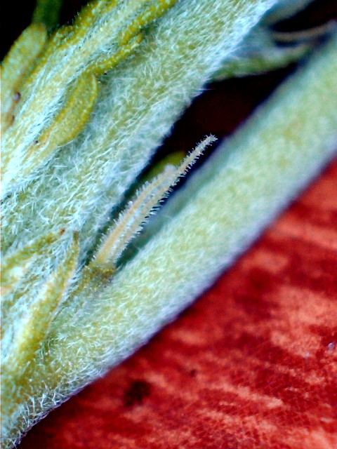 PreflowerfemaleD2