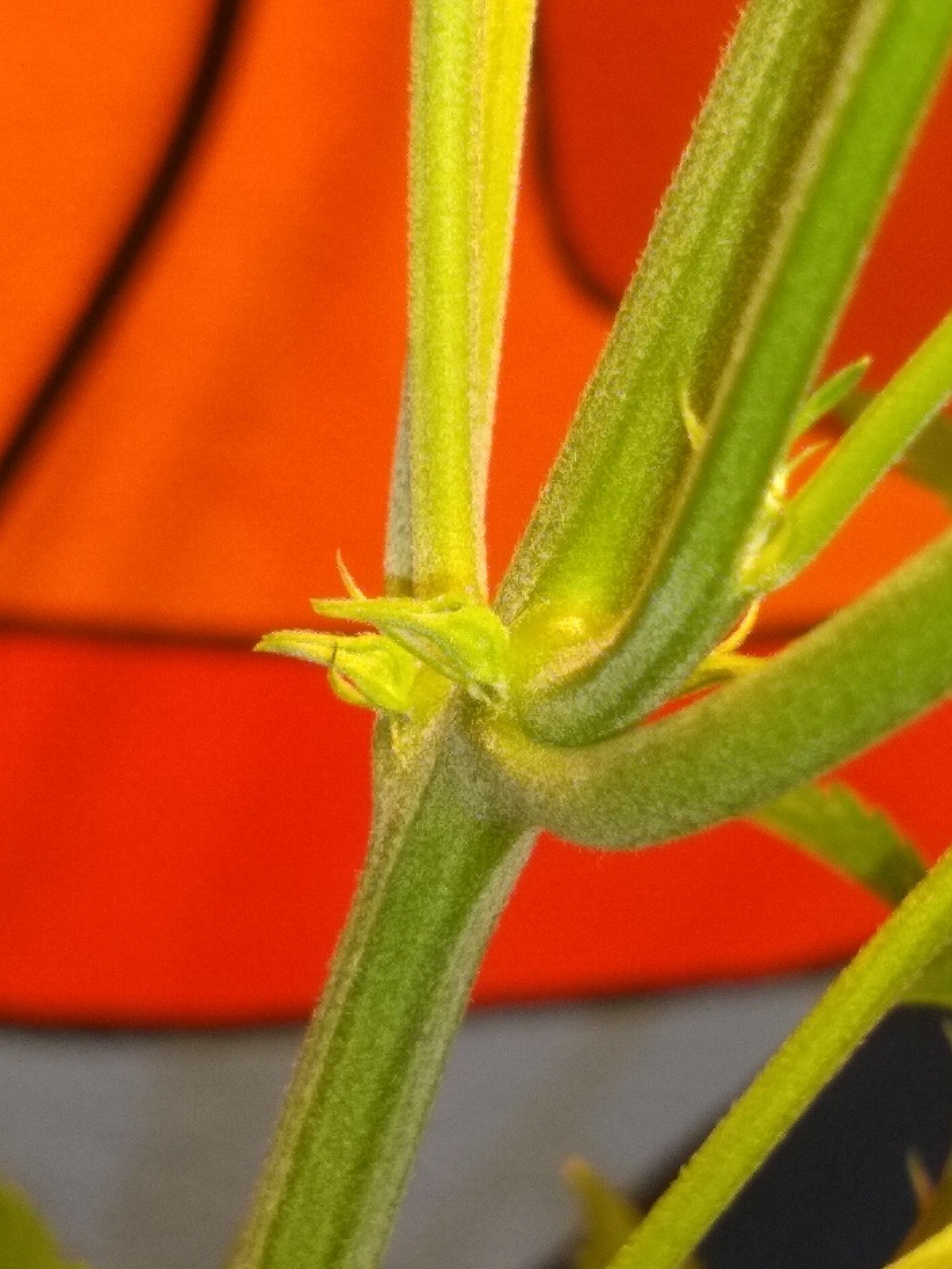 Preflowers without hairs