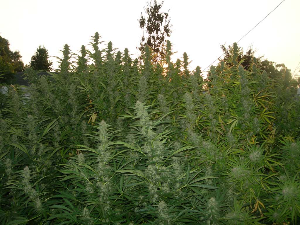 Pres haze3 copy