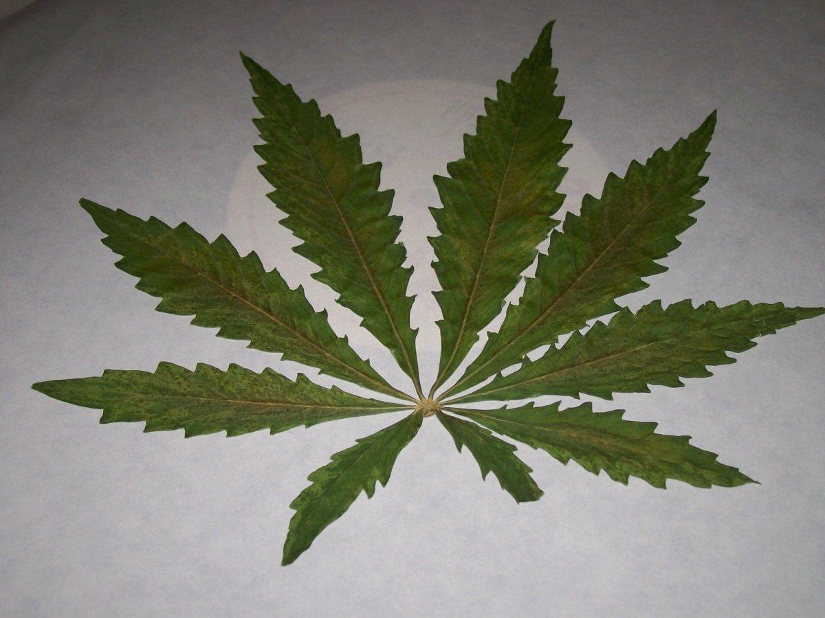 Pressed cannabis leaf 18 months old 2