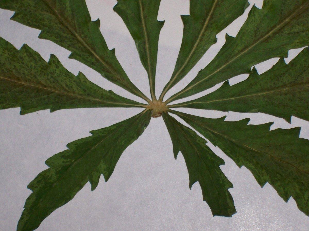 Pressed cannabis leaf 18 months old 3