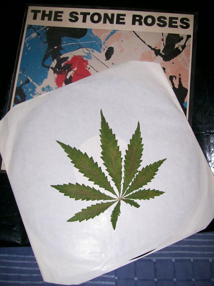 Pressed cannabis leaf 18 months old
