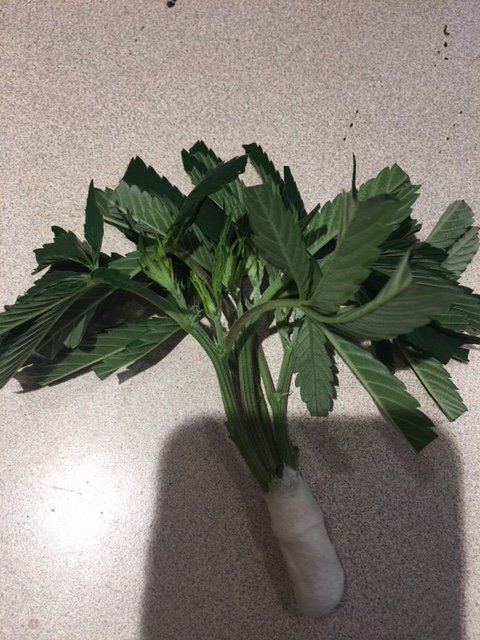 Pretopped