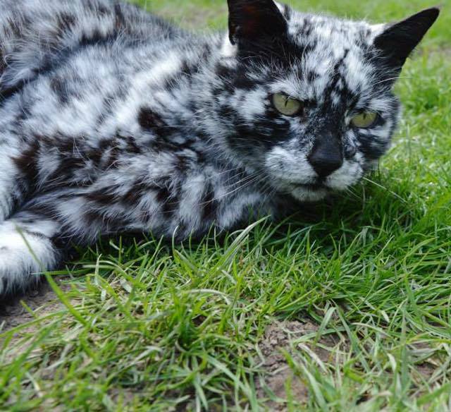 Pretty kitty