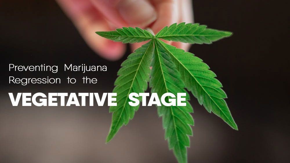 Preventing marijuana grow regression vegetative stage