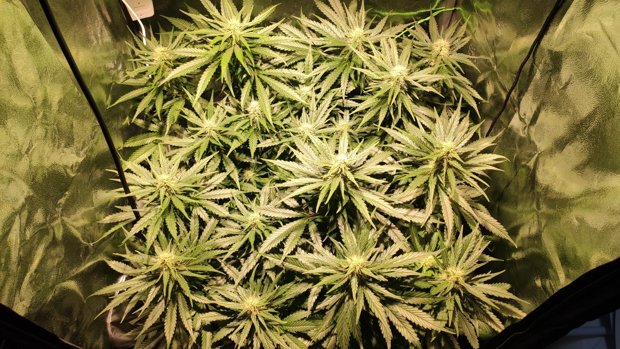 Preventing n toxicity in flower
