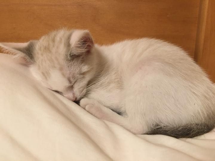 Prince