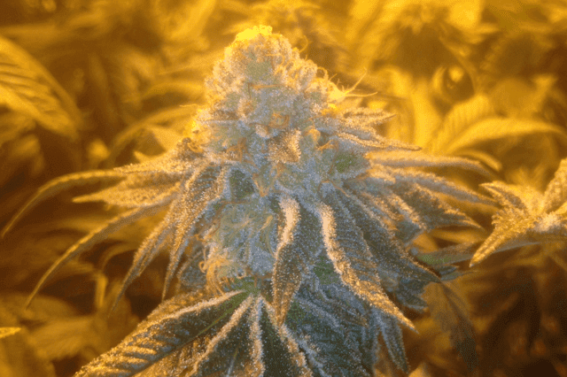 Private day 46