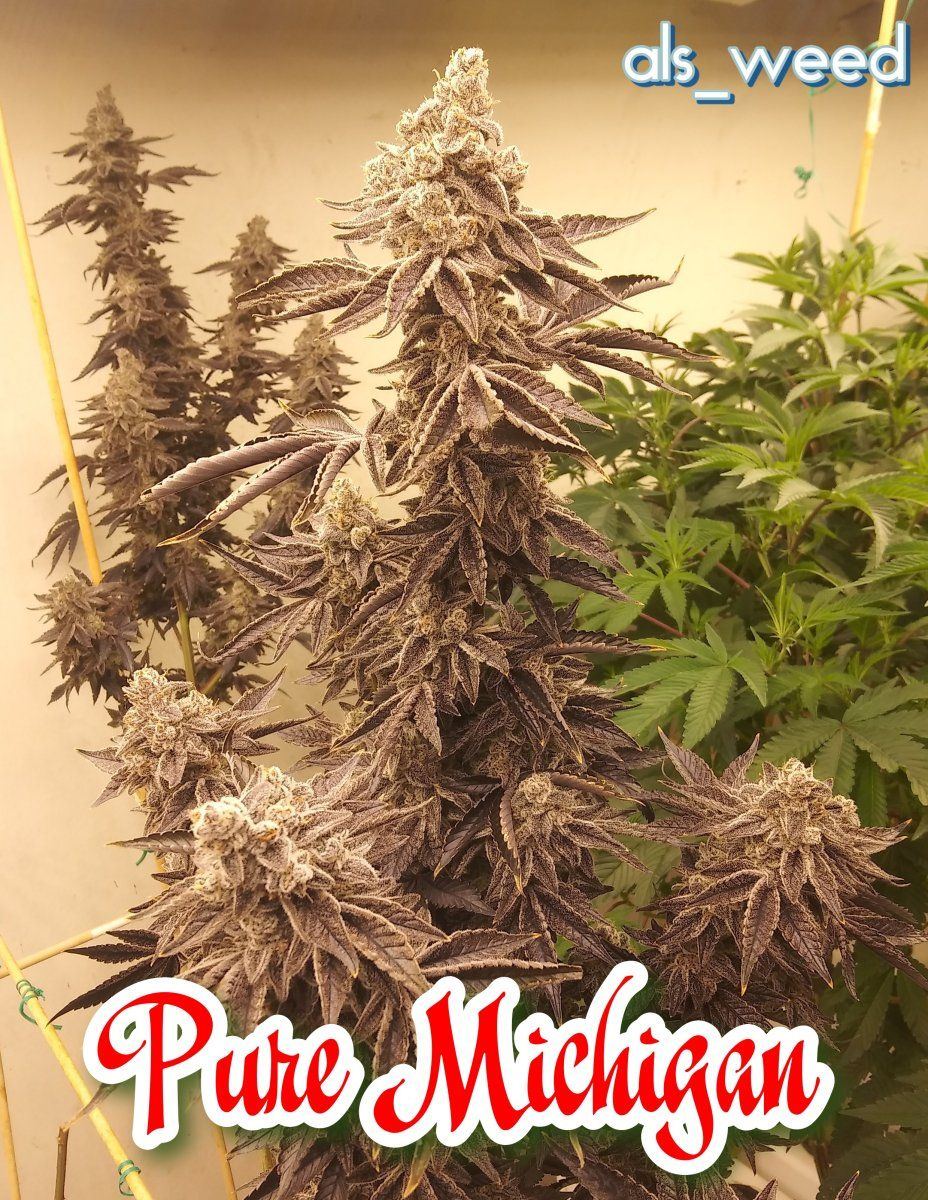PRMI001if