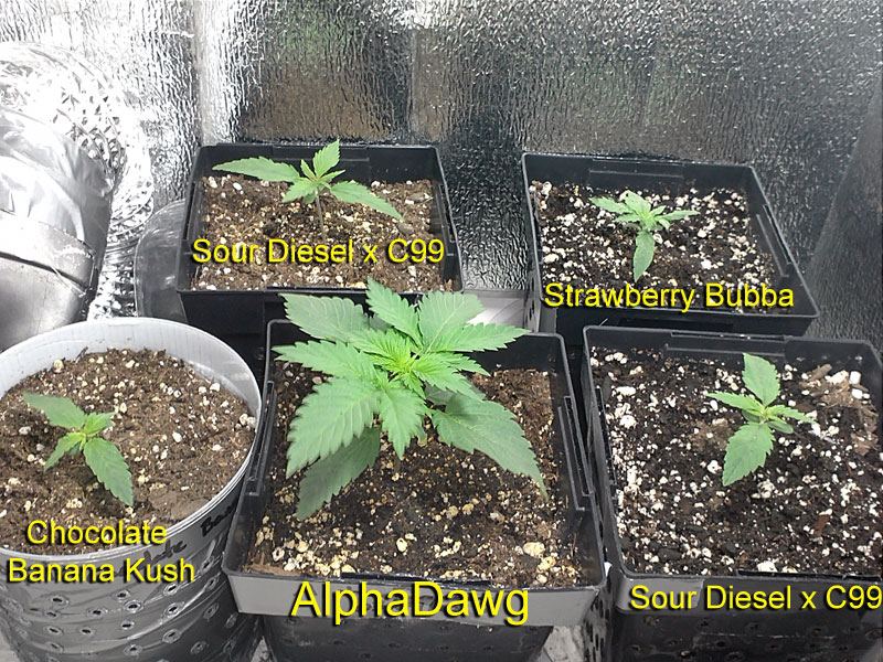 Pro grow 180 led 4 strains5 plants stealth grow dresser