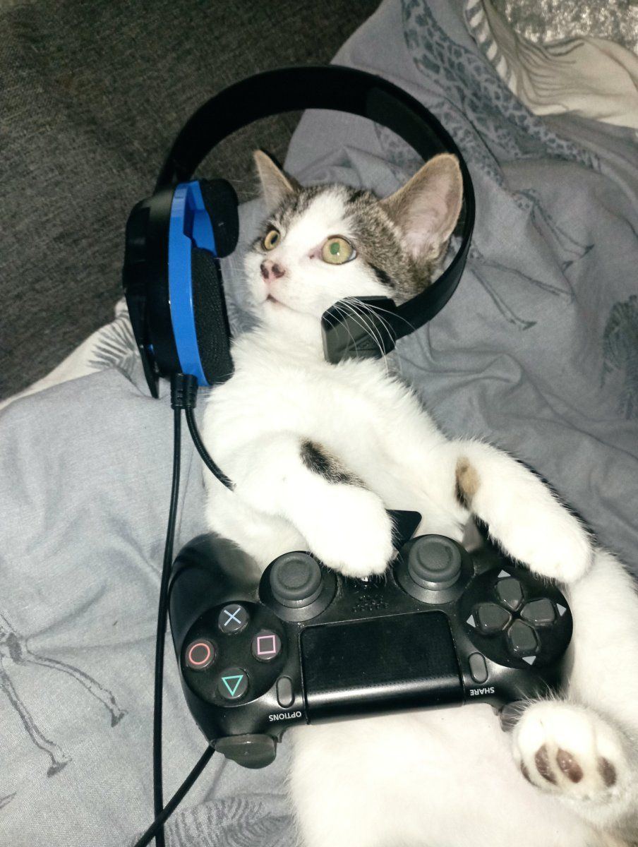 Pro techhead