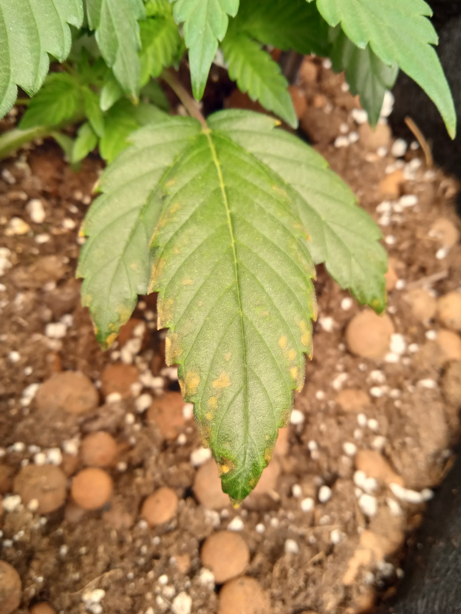 Probable nutes deficiency 1st time grower 2