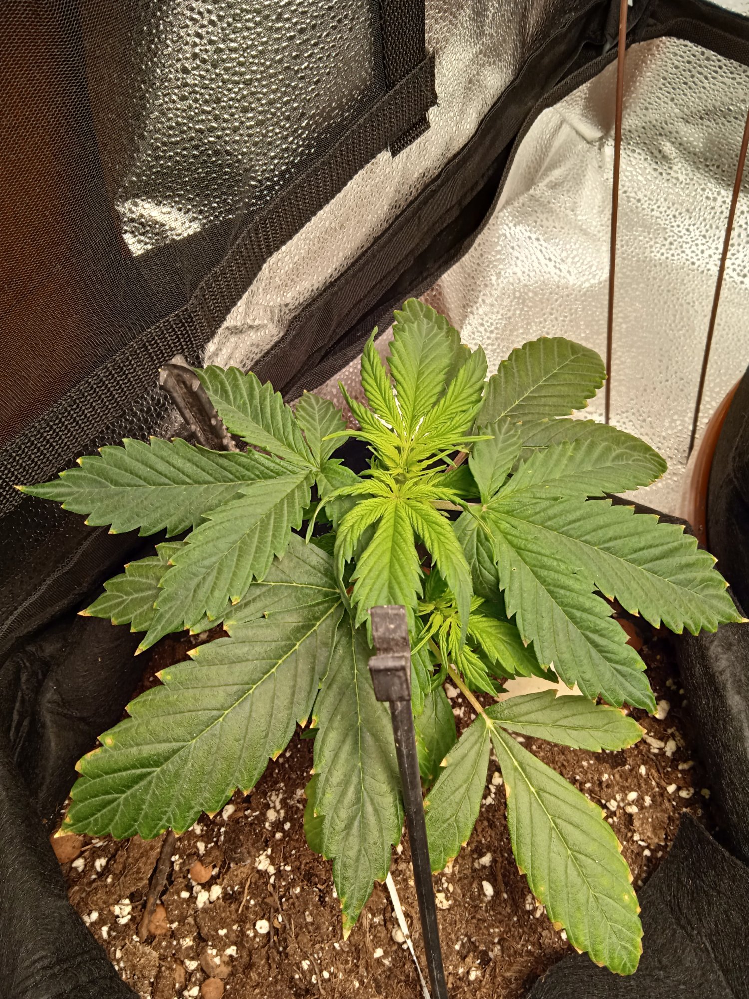 Probable nutes deficiency 1st time grower 3
