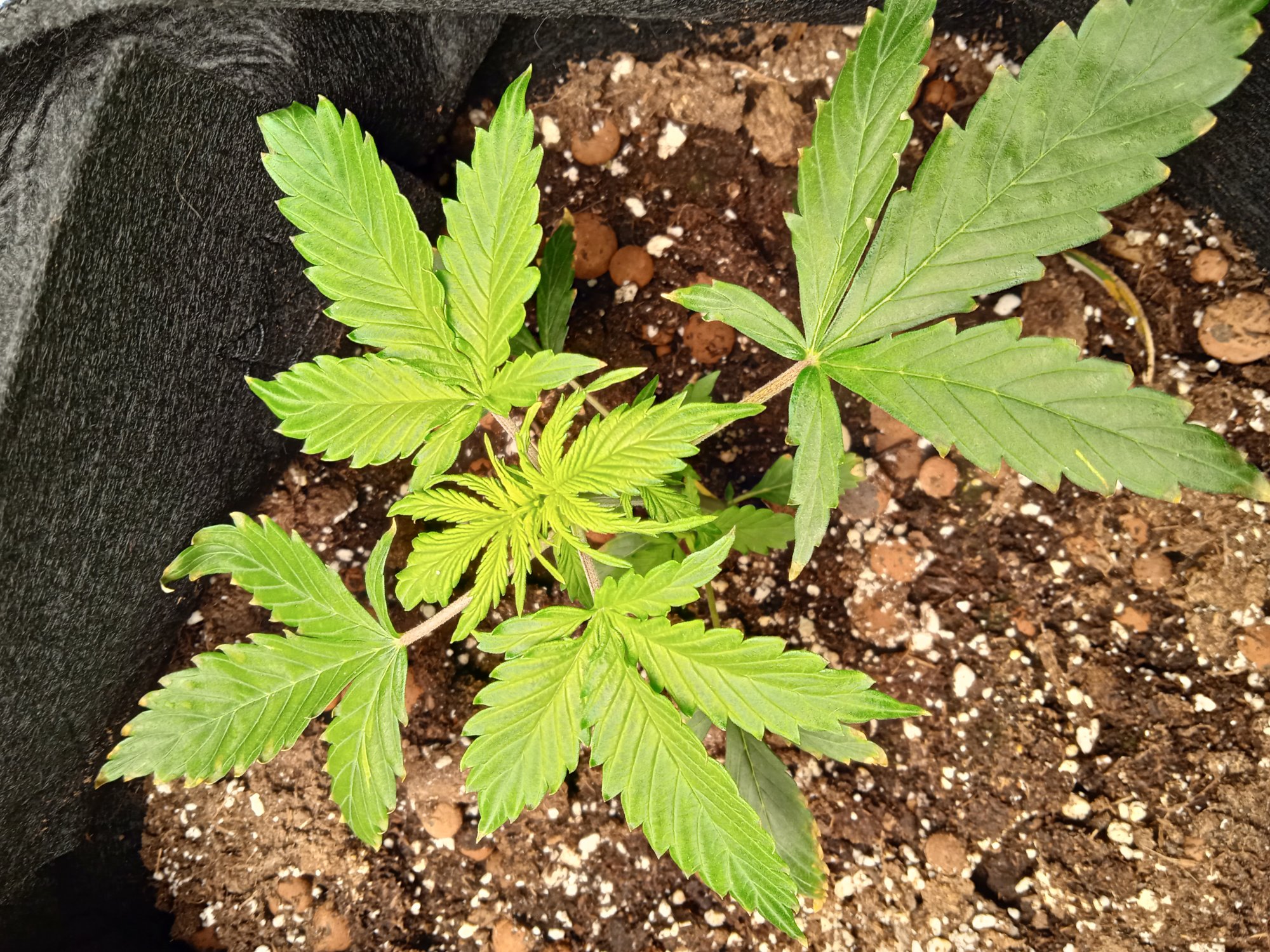Probable nutes deficiency 1st time grower 4