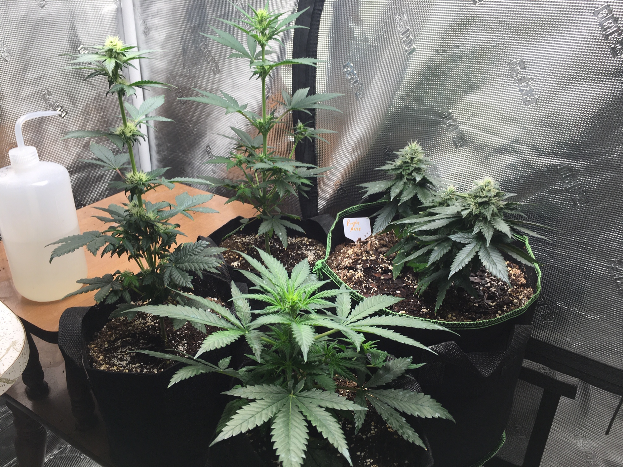 Problem i started a grow phase with 12 hour on cycle  now what