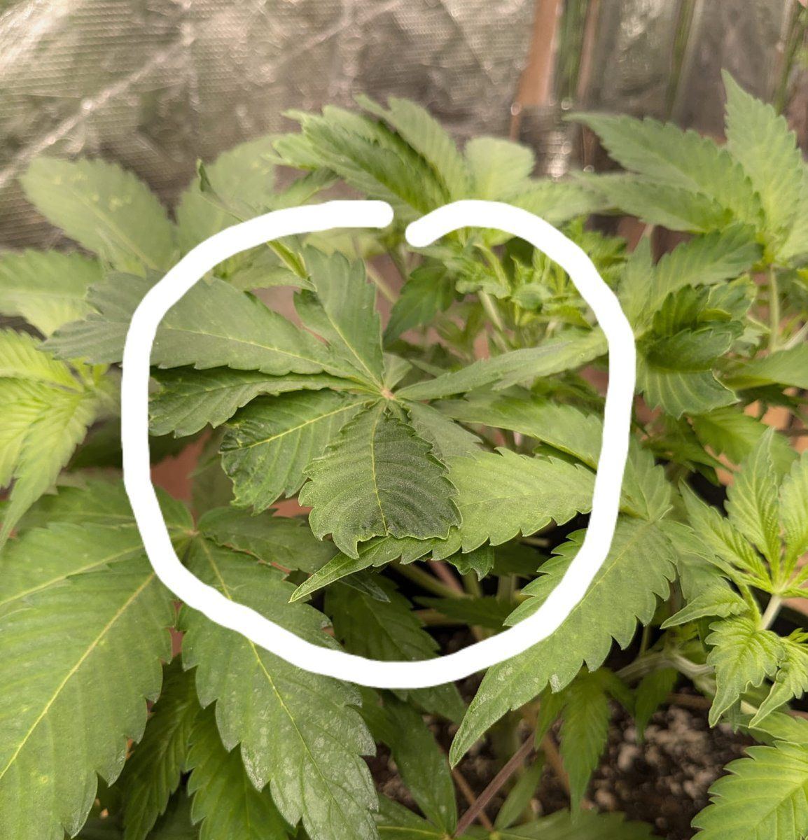 Problem leaf1 27 Oct