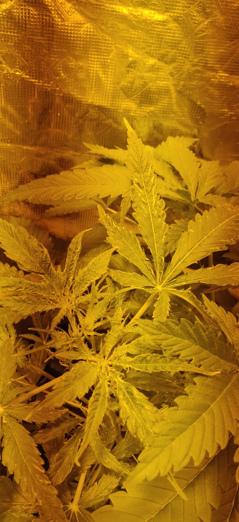 Problem with a grow 3
