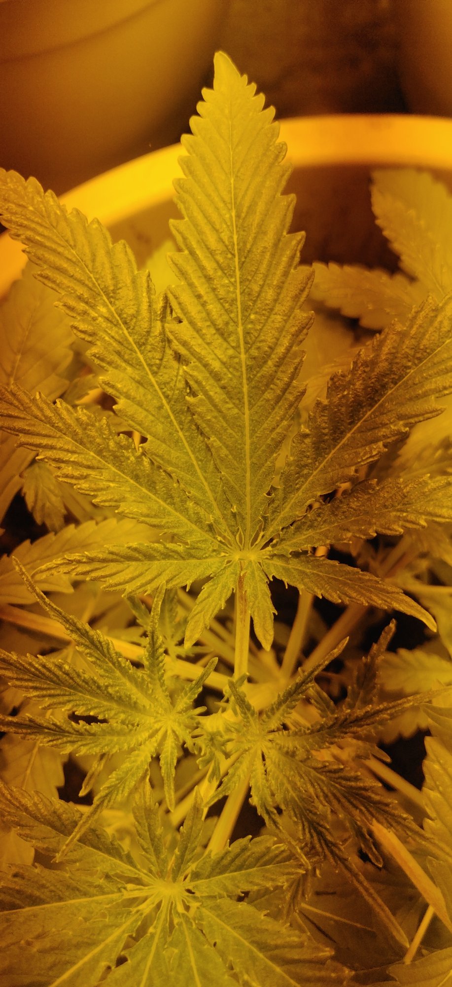Problem with a grow 5