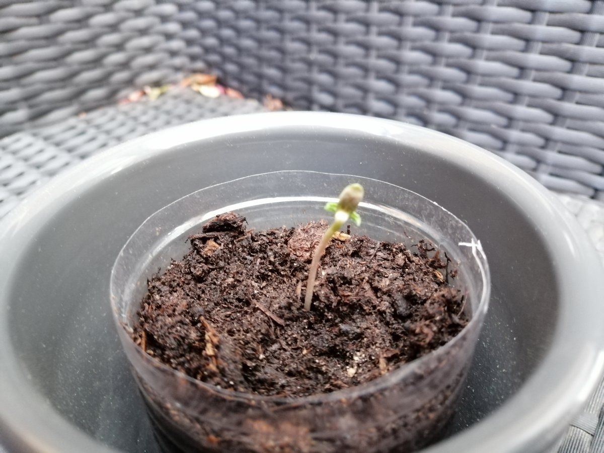 Problem with autoflower seedling that had seed shell pulled off 2