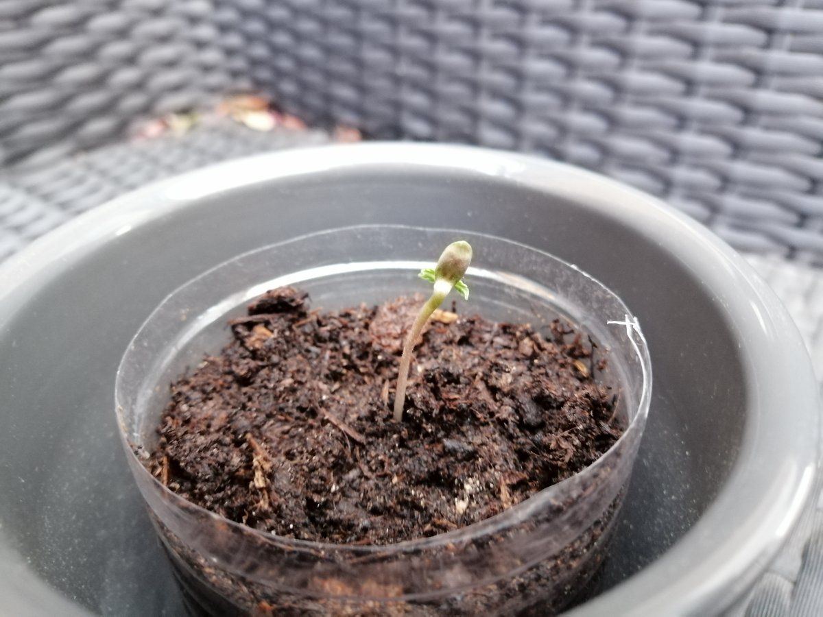Problem with autoflower seedling that had seed shell pulled off 3