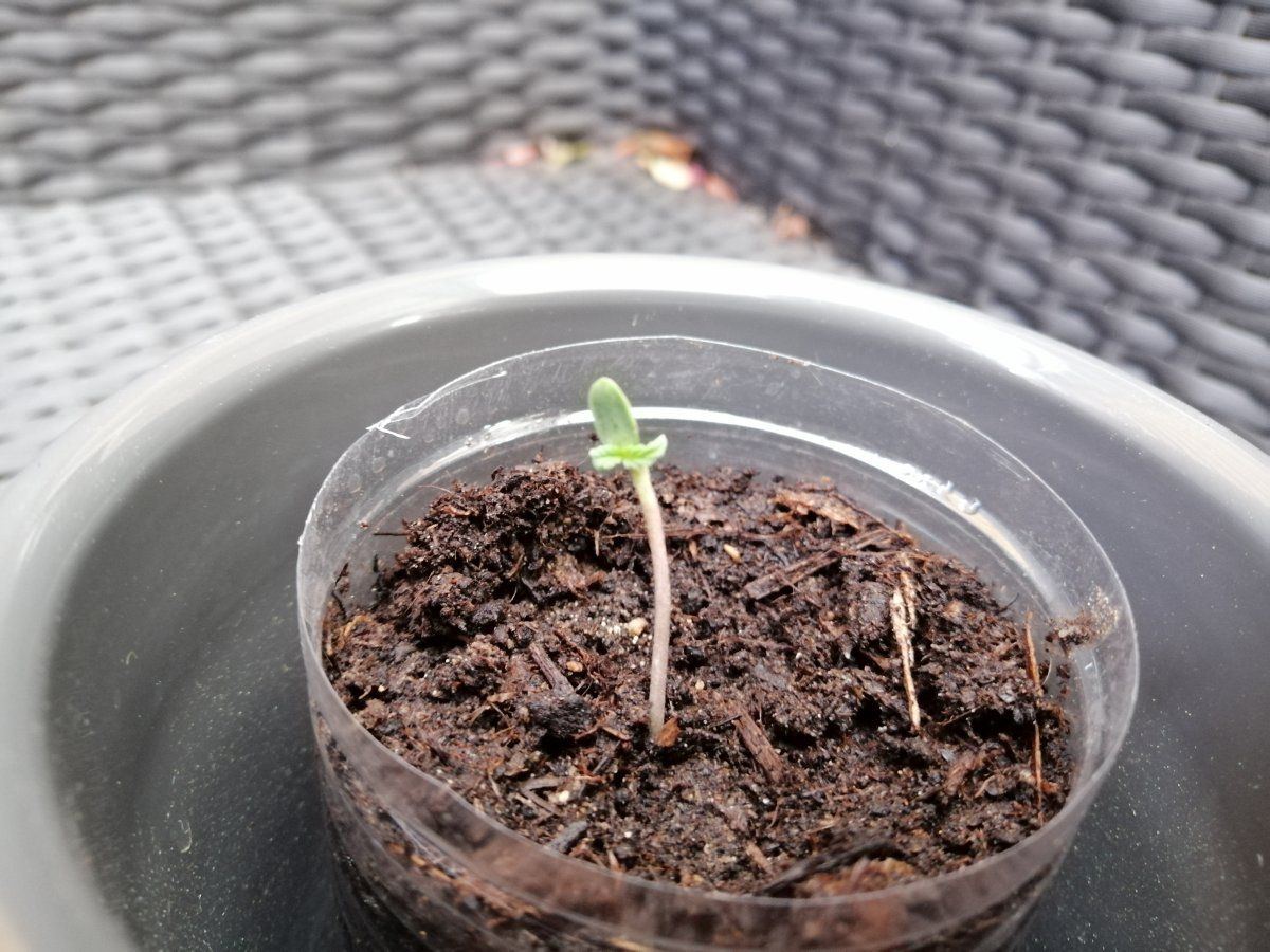 Problem with autoflower seedling that had seed shell pulled off 4