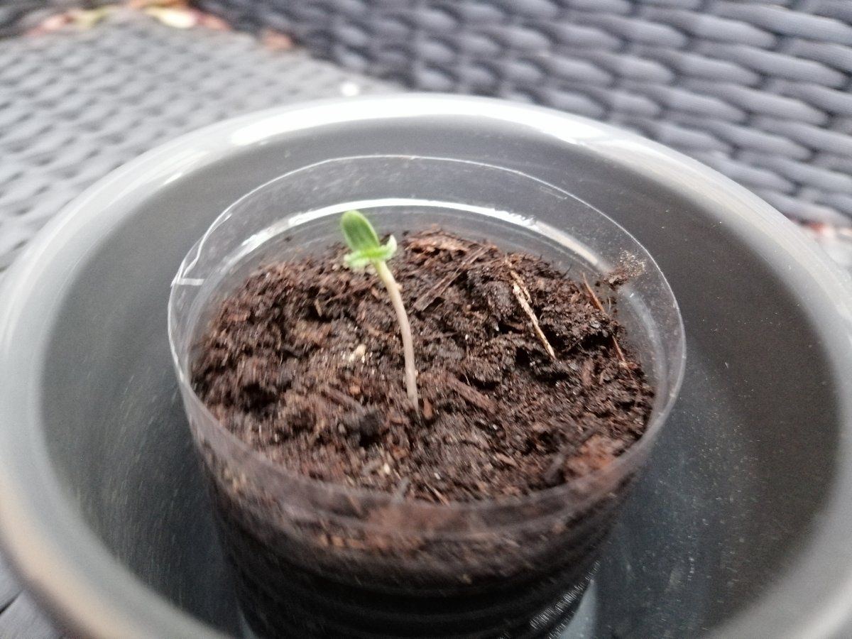 Problem with autoflower seedling that had seed shell pulled off 5