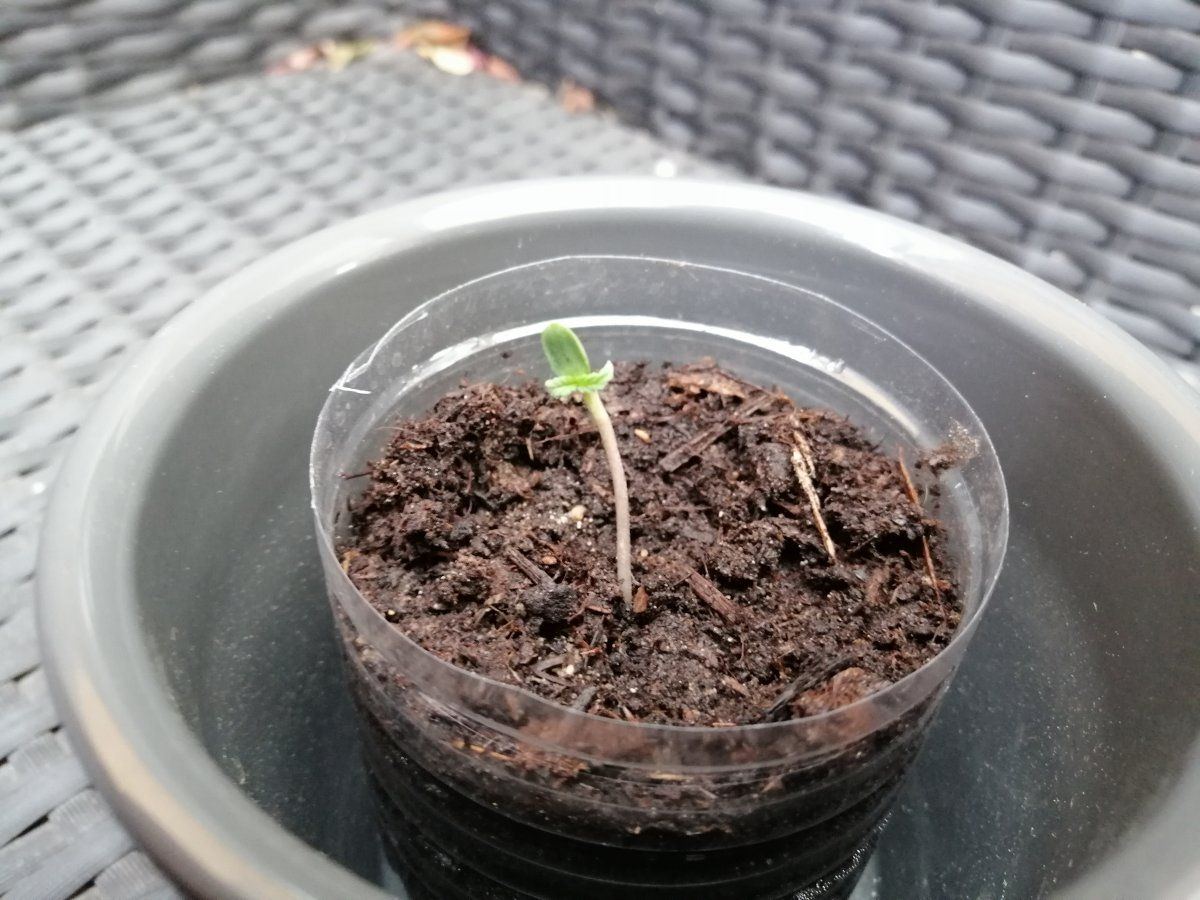 Problem with autoflower seedling that had seed shell pulled off 6