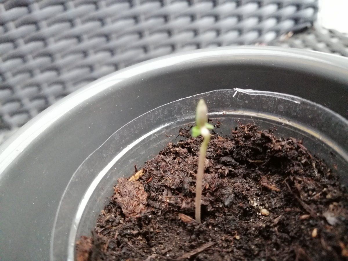 Problem with autoflower seedling that had seed shell pulled off 7