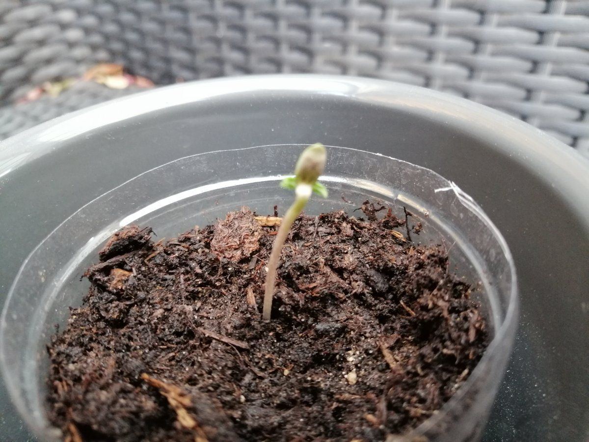 Problem with autoflower seedling that had seed shell pulled off 8