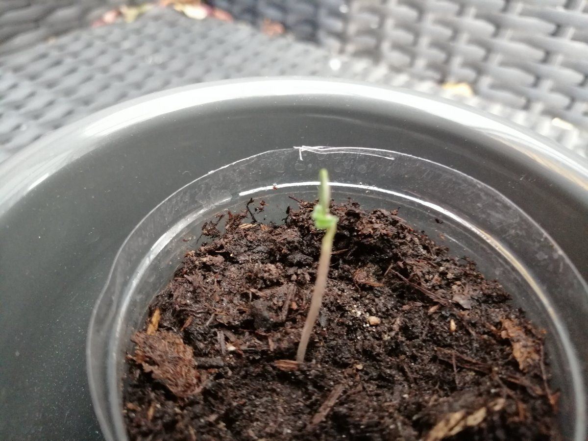 Problem with autoflower seedling that had seed shell pulled off 9