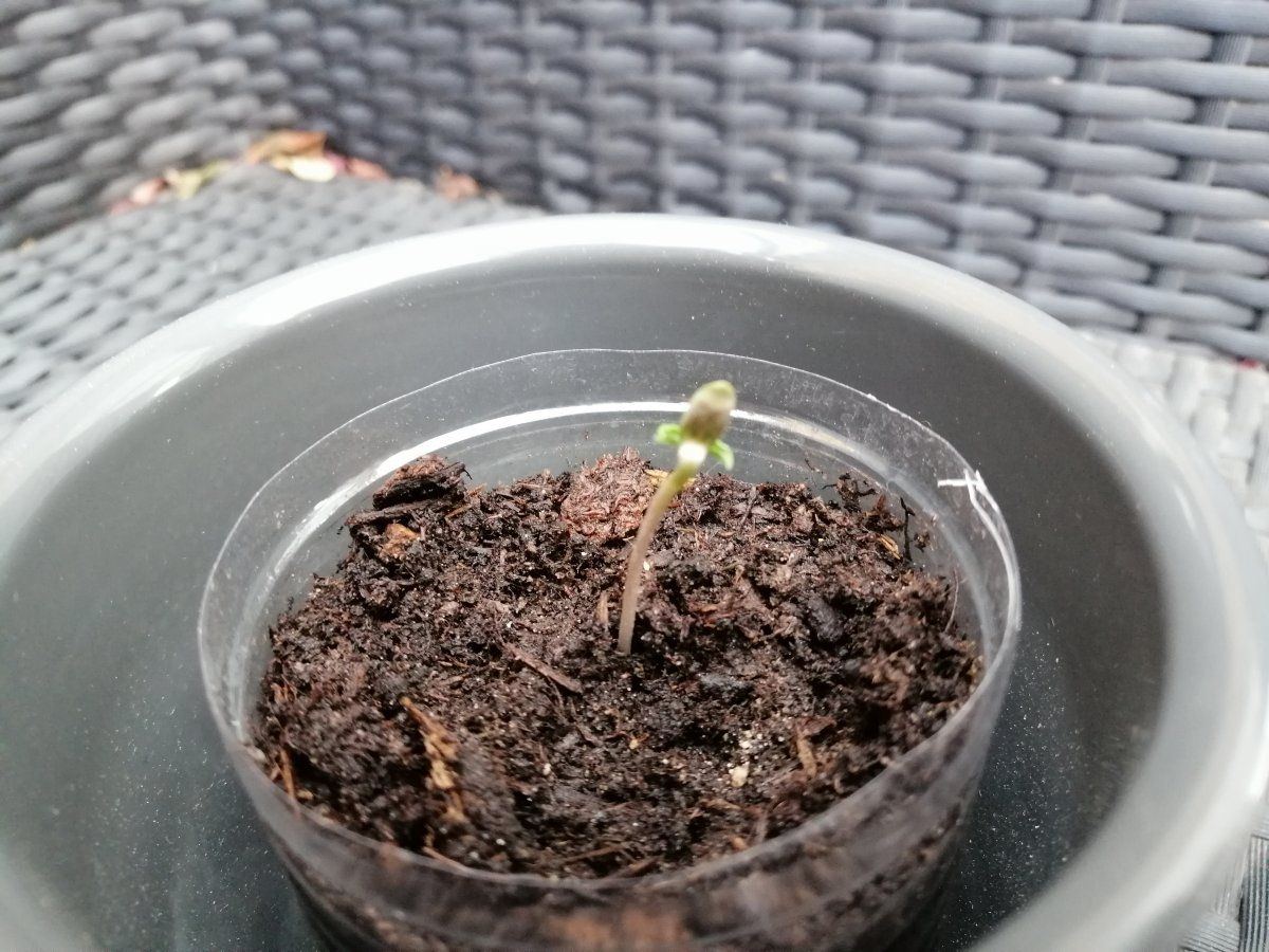 Problem with autoflower seedling that had seed shell pulled off