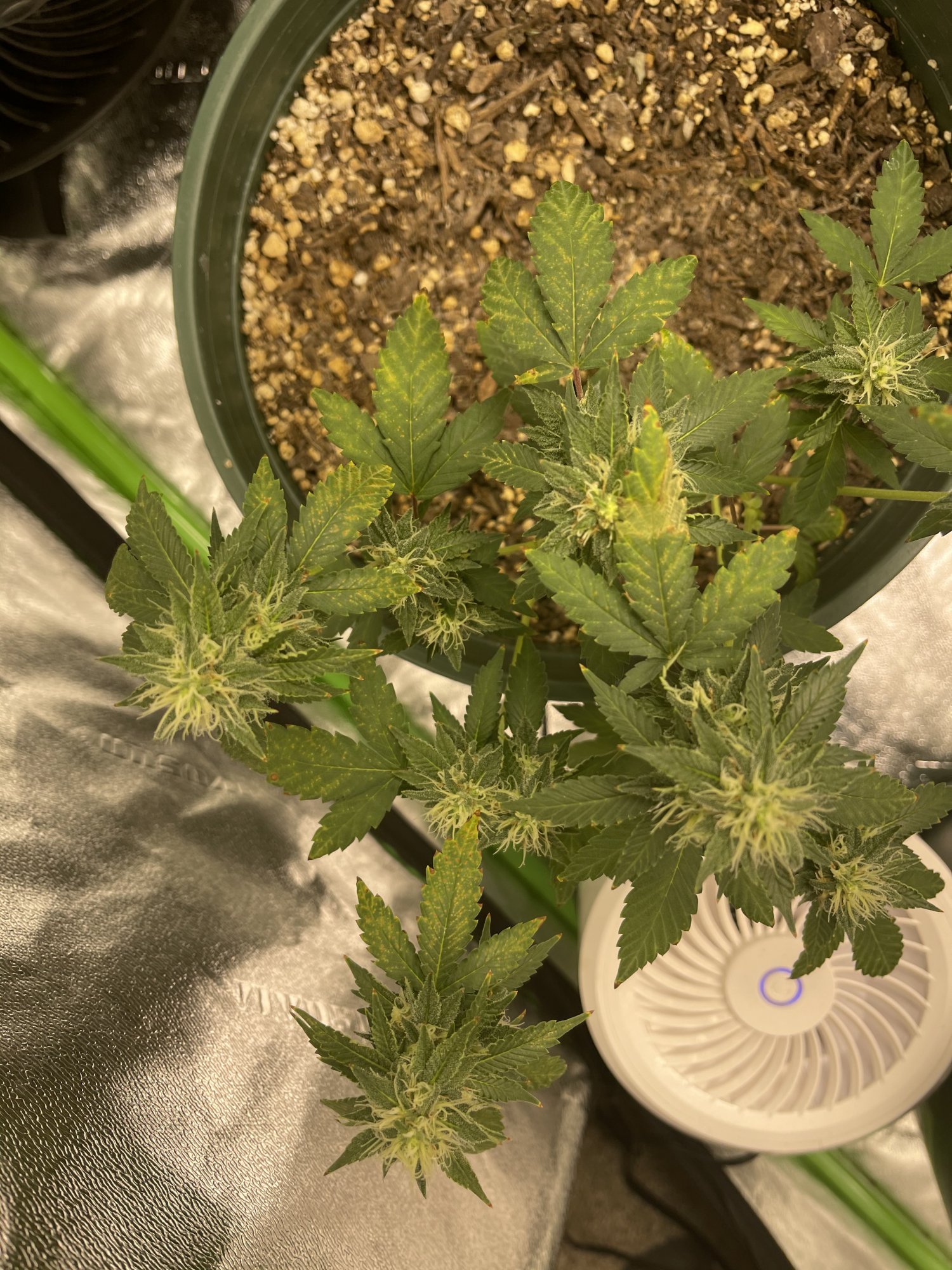 Problem with plants during flowering 2