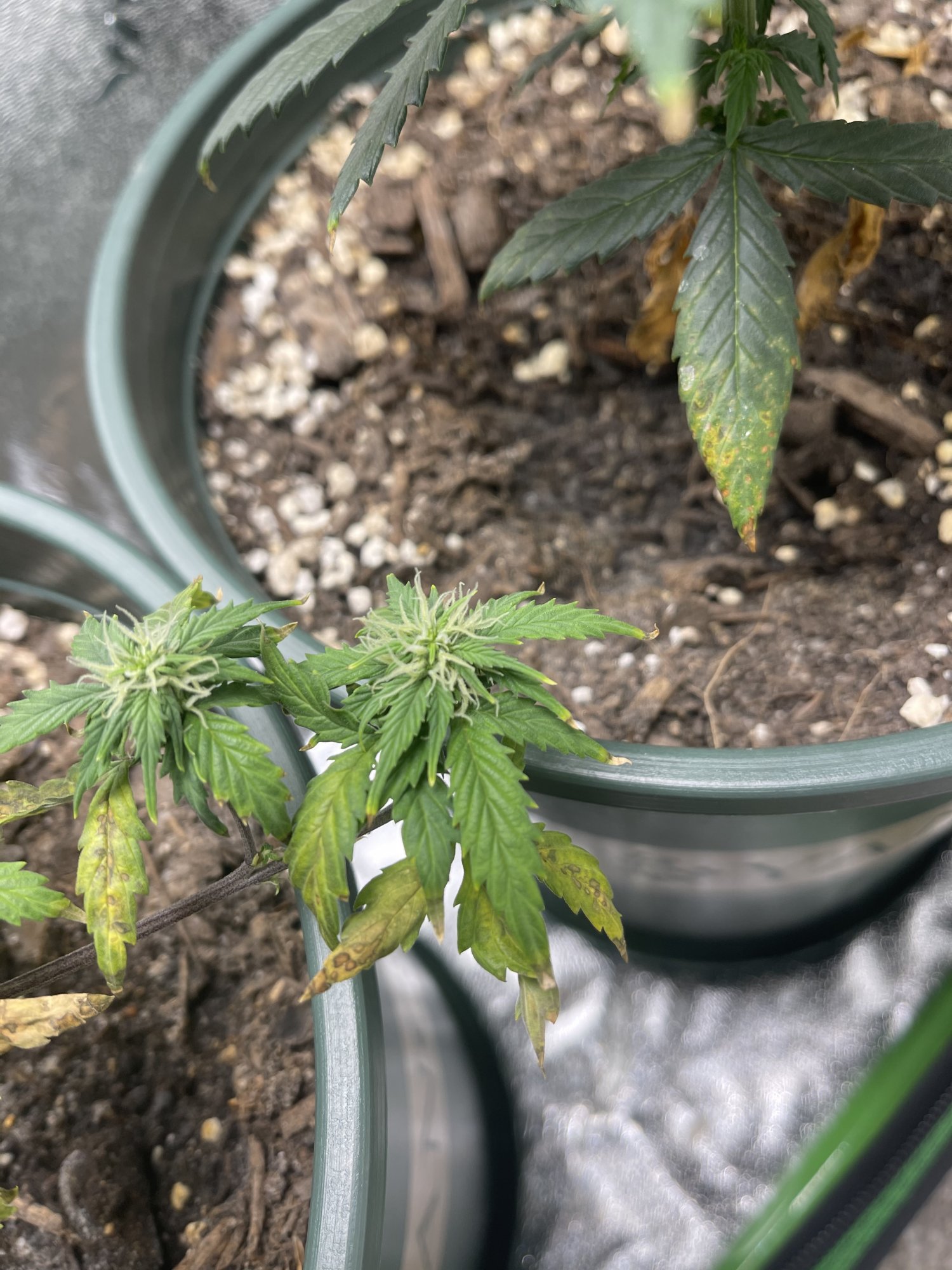 Problem with plants during flowering 3