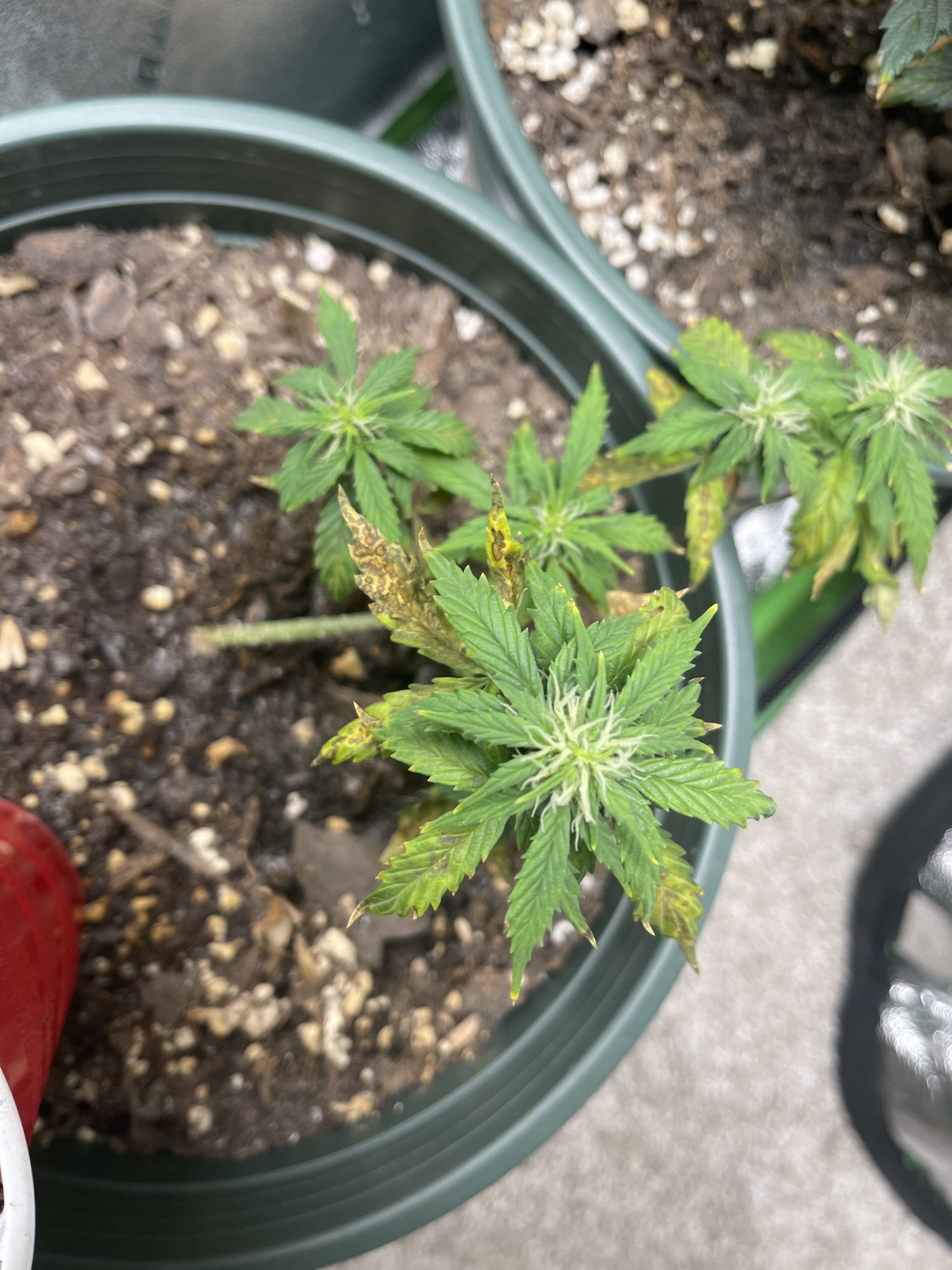 Problem with plants during flowering 4