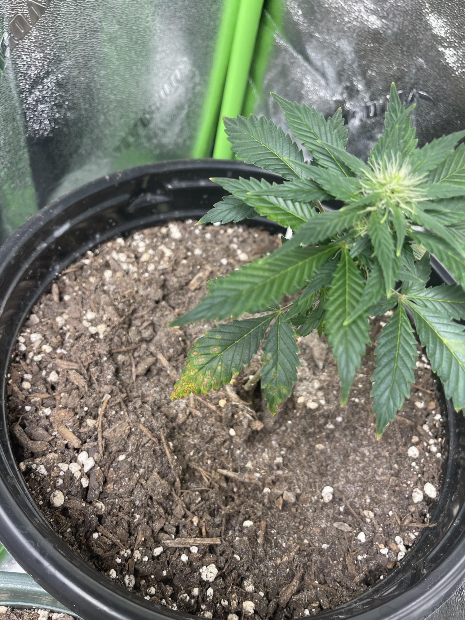 Problem with plants during flowering 5