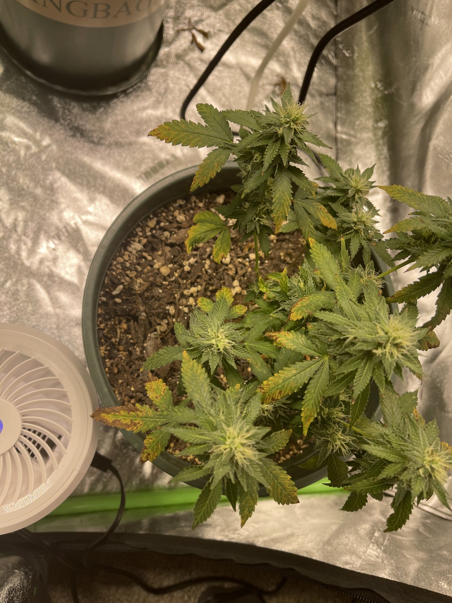Problem with plants during flowering