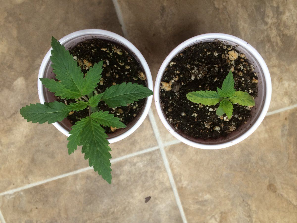 Problem with seedling any help appreciated
