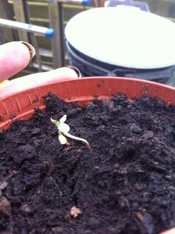 Problem with seedlings 5