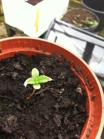 Problem with seedlings 8