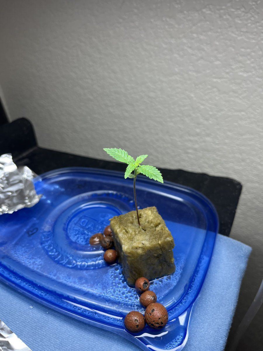 Problem with transplanting newly germinated seed into dwc 2