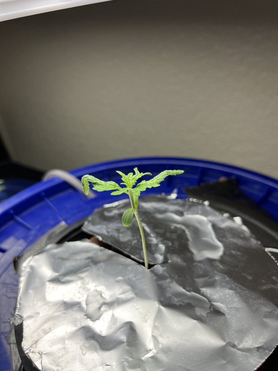 Problem with transplanting newly germinated seed into dwc