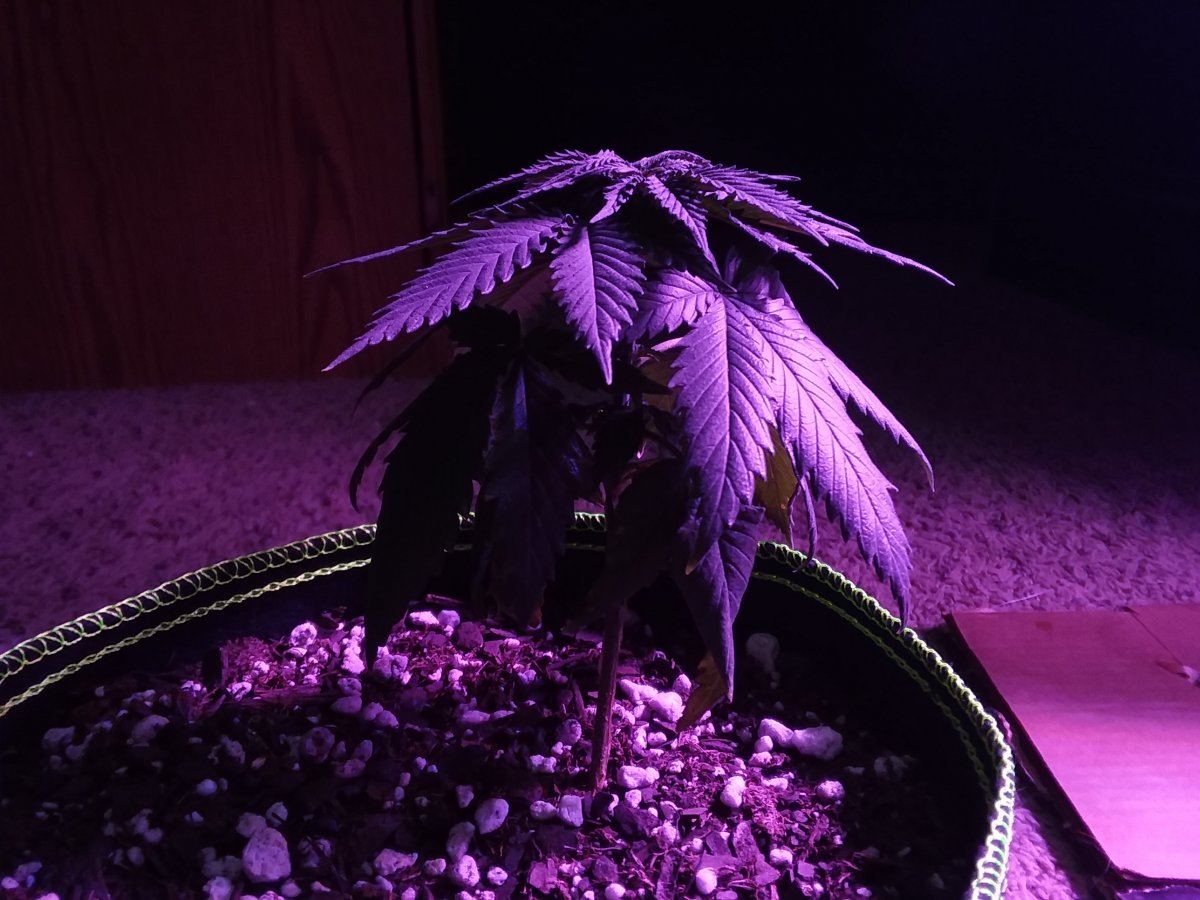 www.thcfarmer.com