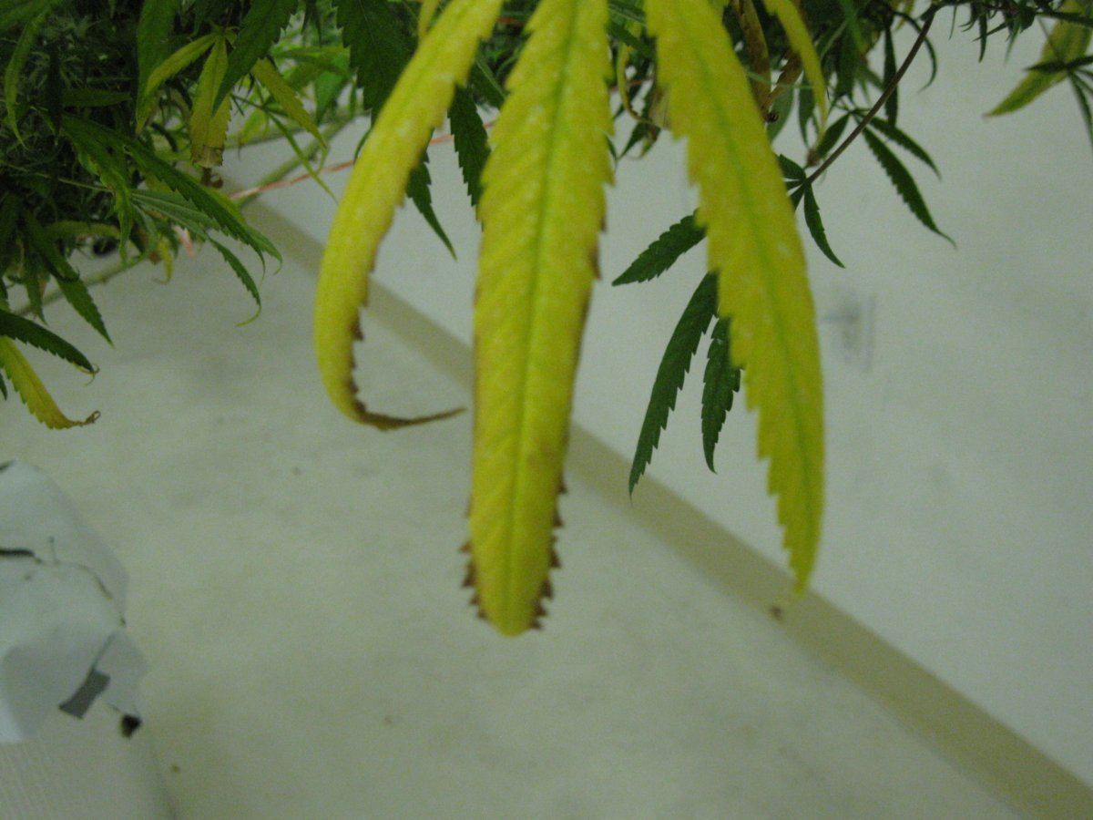 Problems flowering mother plants in rdwc 6